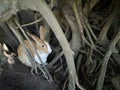 Brown rabbit hide inÃ¢â¬â¹ tree hollows Royalty Free Stock Photo